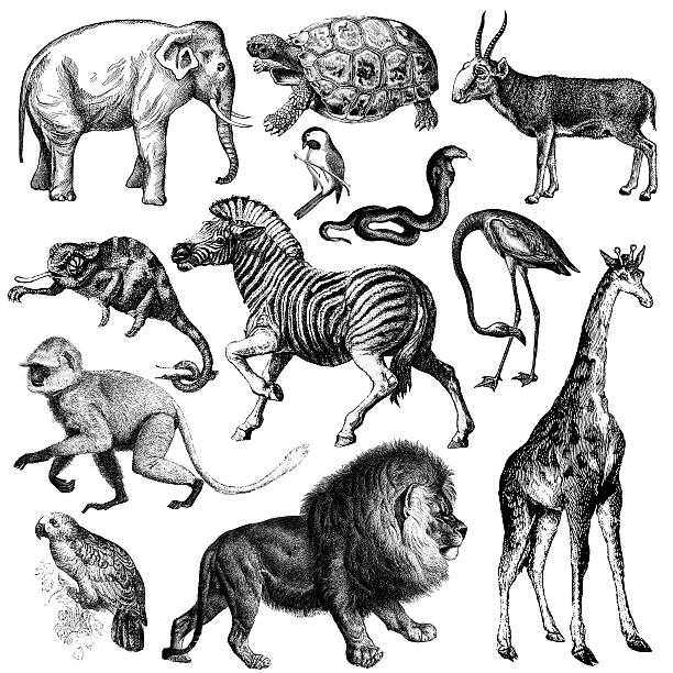ilustrações de stock, clip art, desenhos animados e ícones de áfrica de fauna ilustrações/vintage clipart de animais - giraffe namibia africa animal