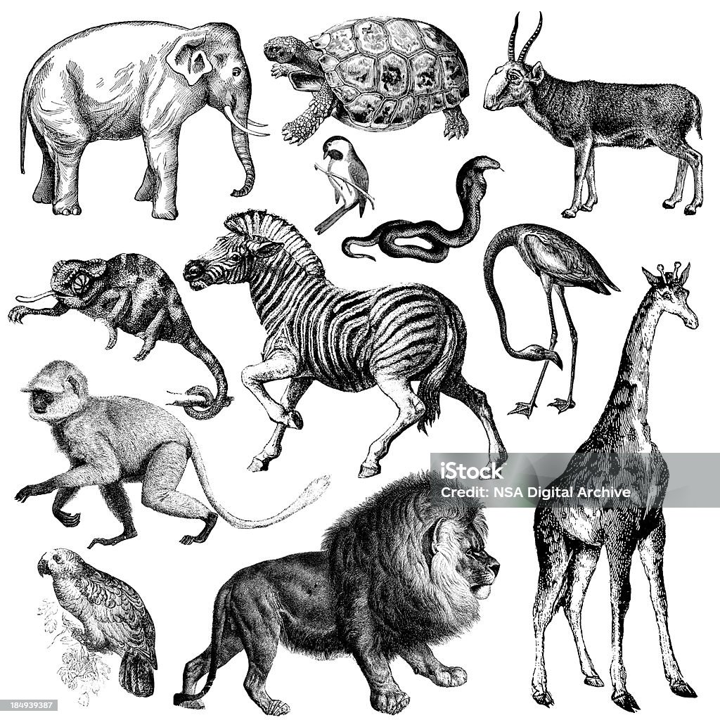 Африка дикой фауны иллюстрации/ретро клипарта животного - Стоковые иллюстрации Животное роялти-фри