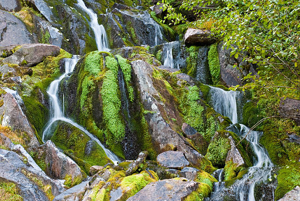 Mossy Waterfall at Snow Lake Mount Rainier's numerous waterfalls are best viewed in early summer as melting snow feeds the streams, and again in autumn as the rains fill the streambeds. During late summer, only the major waterfalls will be flowing. Only a small number of the many waterfalls near Mount Rainier have been named. Whether the falls have names or not, they are a refreshing sight to both the eye and spirit. This waterfall was photographed near Snow Lake in Mount Rainier National Park, Washington State, USA. jeff goulden mount rainier national park stock pictures, royalty-free photos & images