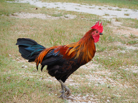 A bantam that walks, exercises and forages on the grass.  standing on the lawn.