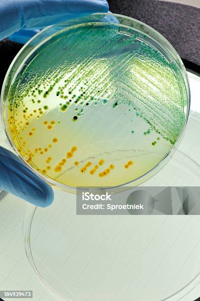 Jeszcze Fala Zakażeń Bakterią Ecoli Rosnące W Naczynie - zdjęcia stockowe i więcej obrazów Escherichia coli