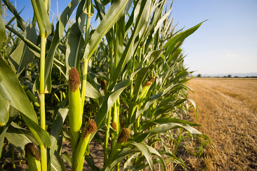 Corn ears sit on stalks against the previously harvested field and blue skied countryside