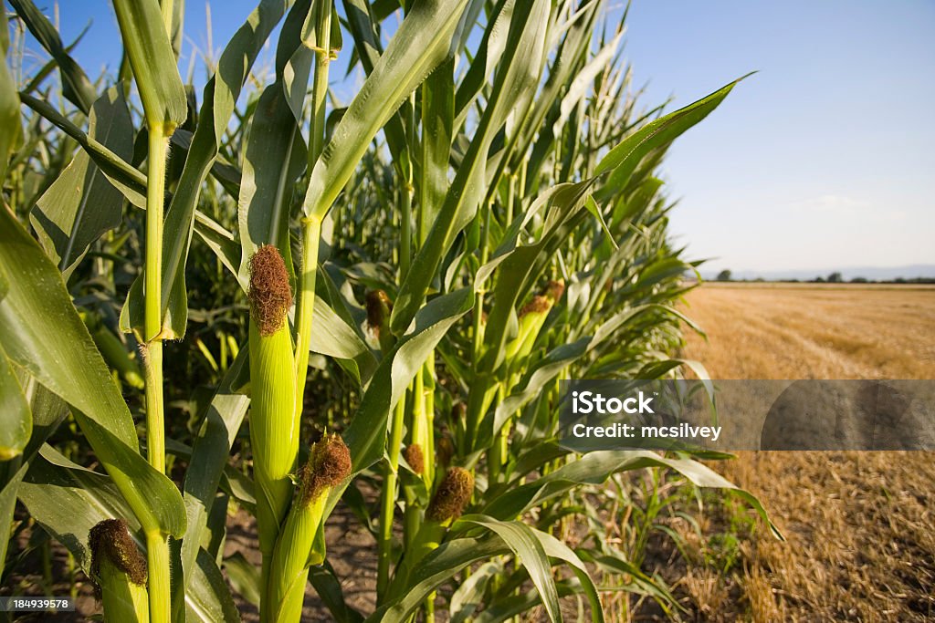 Corn stalks at the edge of a field with clear sky overhead Corn ears sit on stalks against the previously harvested field and blue skied countryside Corn Stock Photo