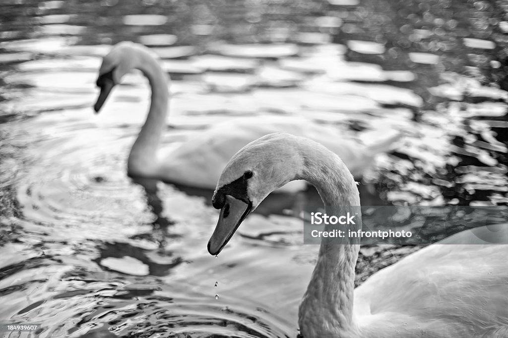 Swans - Lizenzfrei Bildkomposition und Technik Stock-Foto