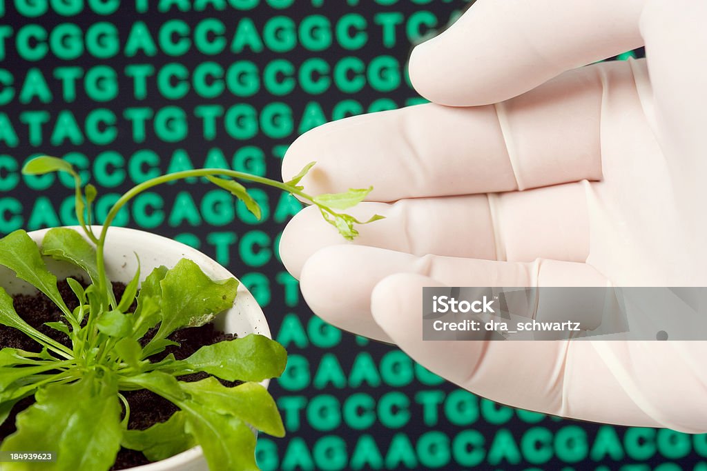 유전자 변형 공장요 - 로열티 프리 DNA 스톡 사진