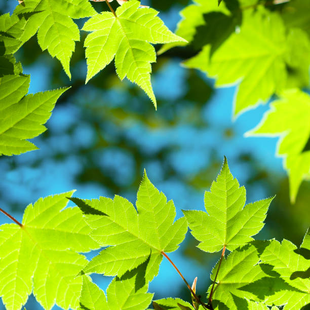 acer tschonoskii folhas - acer tschonoskii imagens e fotografias de stock