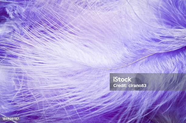 Purple Feathers Close Up Stock Photo - Download Image Now - Abstract,  Animal Markings, Backgrounds - iStock