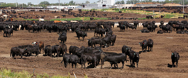 istock Cattle in dry Kansas feedlot, panorama 184939853