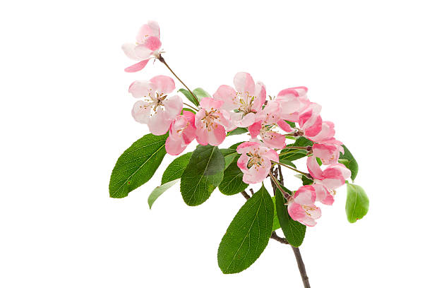 Apple blossom "Apple blossom - shallow depth of field, studio shot with a white background" apple tree photos stock pictures, royalty-free photos & images