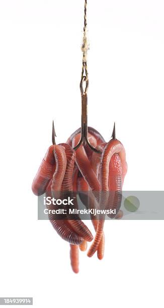 Pesca Rosso Worm Su Ganci - Fotografie stock e altre immagini di Amo da pesca - Amo da pesca, Verme, Esca per la pesca