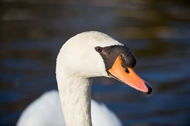 Swan profile stock photo