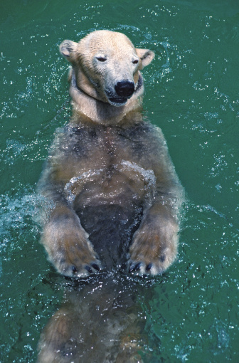 Oso Polar natación photo