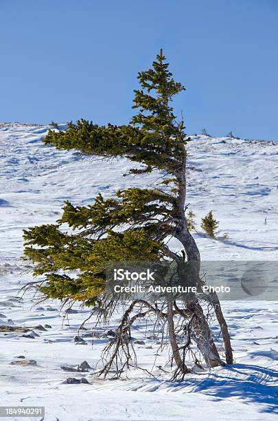 Stunted Krummholz 나무 At Timberline On 산마루 동절기의 0명에 대한 스톡 사진 및 기타 이미지 - 0명, 겨울, 나무