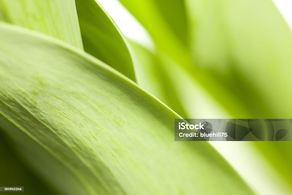 green leaf background green leaf nature background Abstract Stock Photo