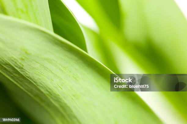 Green Leaf Background Stock Photo - Download Image Now - Abstract, At The Edge Of, Backgrounds