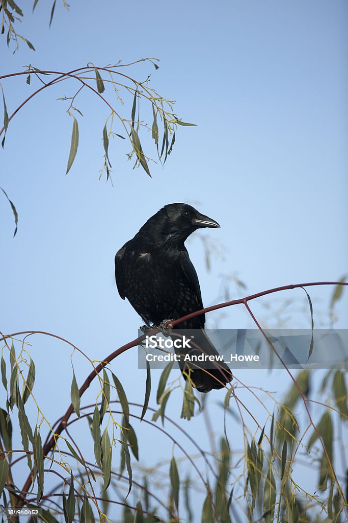Padlina Crow (Corvus corone) - Zbiór zdjęć royalty-free (Bez ludzi)