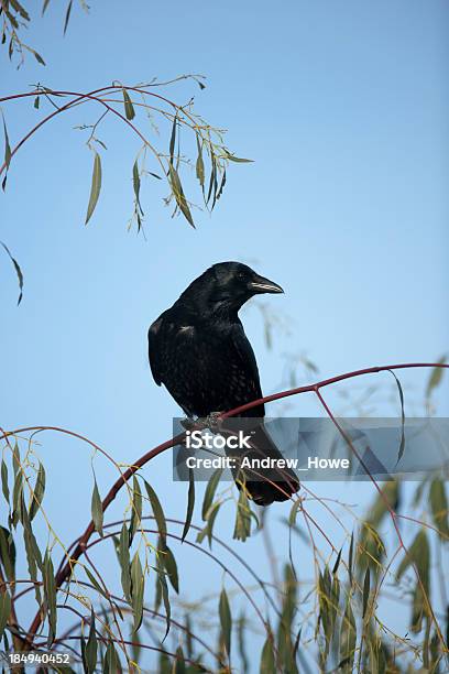 Padlina Crow - zdjęcia stockowe i więcej obrazów Bez ludzi - Bez ludzi, Drzewo, Dzikie zwierzęta