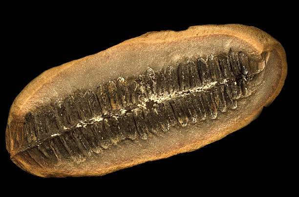 istock Natural History Fossilized Fern Leaf Isolated on Black 184940502