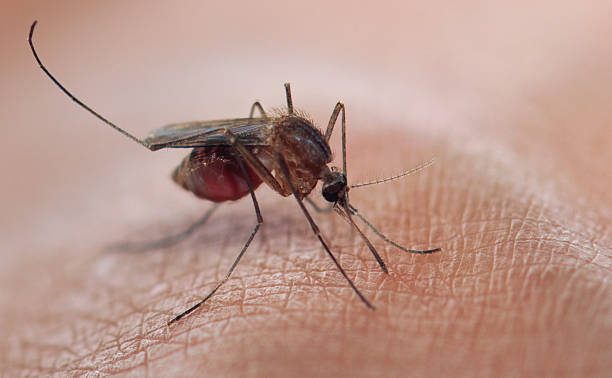 모기에 사람이 가까이 접촉하는 것이다 유혈 빨기 - malaria 뉴스 사진 이미지