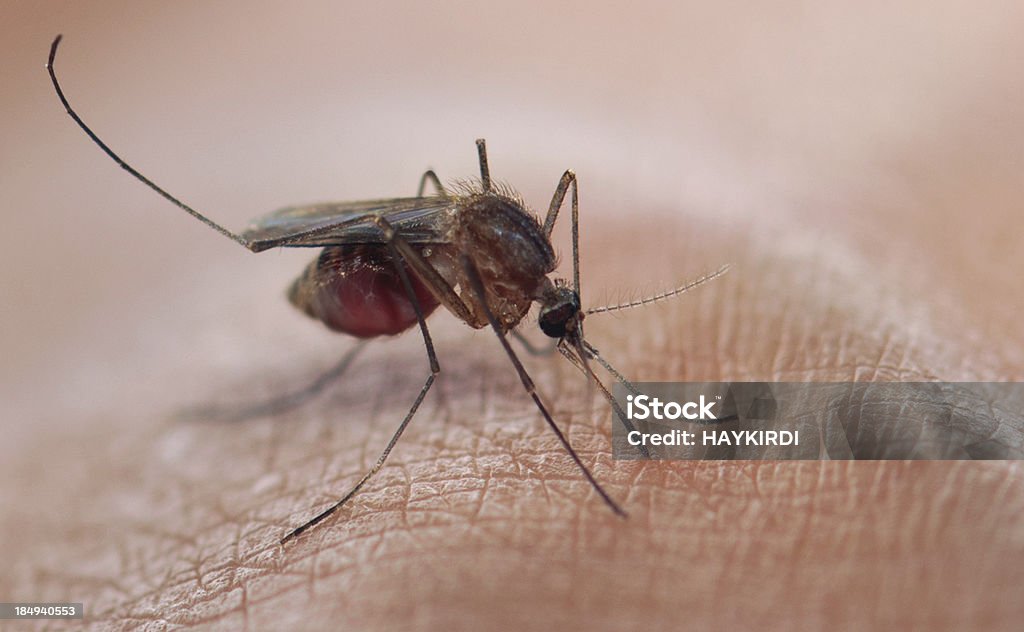 mosquitoes blood sucking - Royalty-free Mug Stockfoto