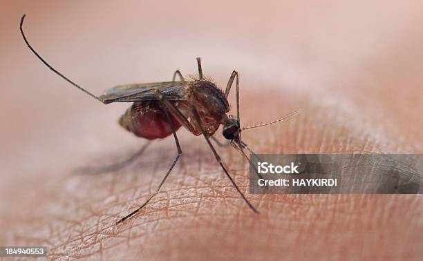 Mosquitoes Blood Sucking Stockfoto en meer beelden van Mug - Mug, Malaria, Malariaparasiet