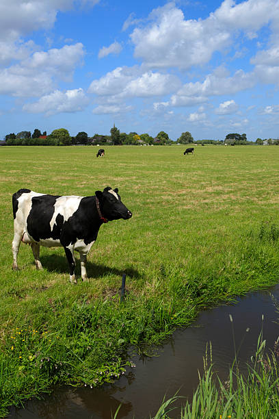 istock Dutch cows in the field 184940745