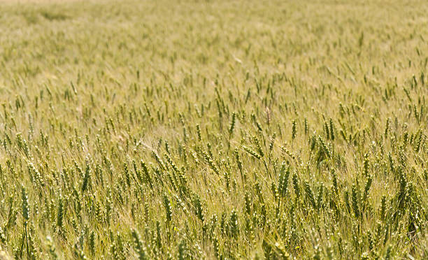 Campo de trigo no vento - fotografia de stock