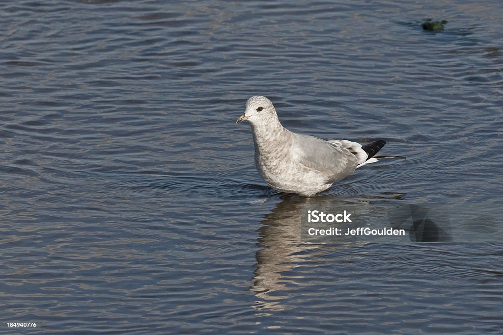Mew Gull stehend im Wasser - Lizenzfrei Bach Stock-Foto