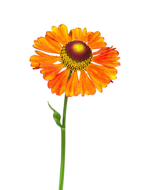 Helenium. Flower on a white background. sneezeweed stock pictures, royalty-free photos & images