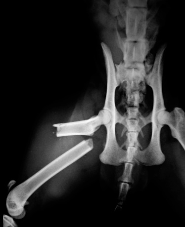 Cat femur fracture. Car accident.Please see more in my Sience and medicine LB: