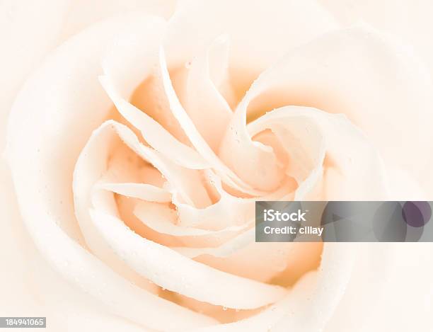 White Rose Closeup Stockfoto und mehr Bilder von Beige - Beige, Regentropfen, Rose