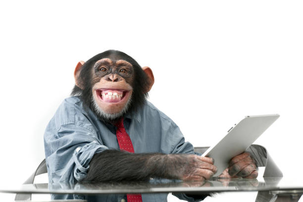 männliche schimpansen-gattung in business-kleidung - menschenaffe stock-fotos und bilder