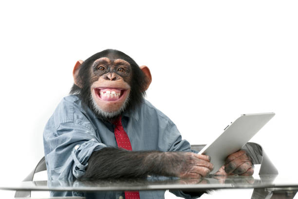 Male chimpanzee in business clothes Male chimpanzee in business clothes using a digital tablet chimpanzee stock pictures, royalty-free photos & images