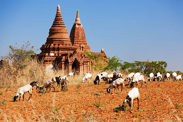 앤시언트 탑이 바간, 미얀마에 - vibrant color front view bagan myanmar 뉴스 사진 이미지