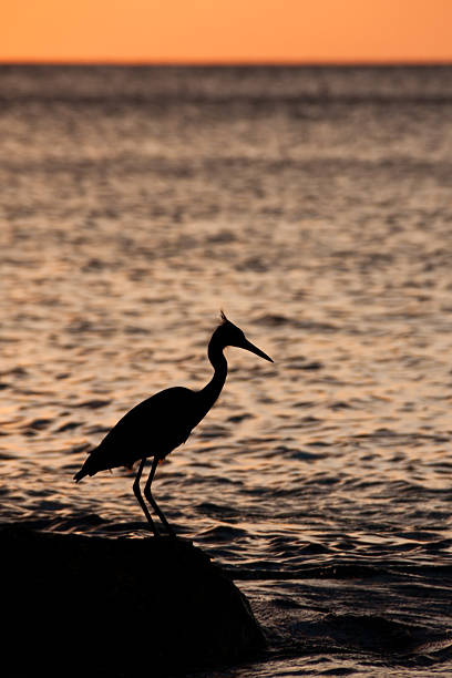 istock Heron at Sunset in the Caribbean 184941660