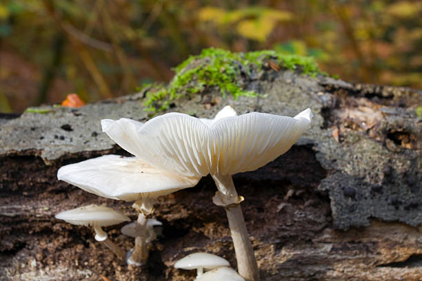 istock Mushroom Amanita virosa in forest 184941710