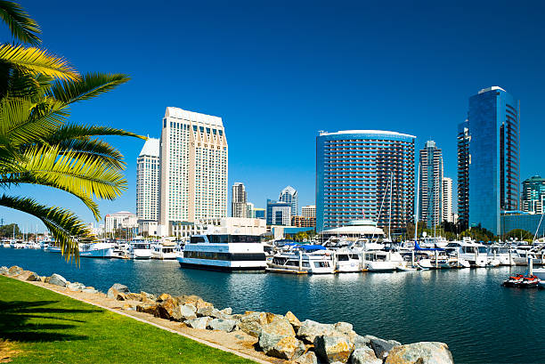 San Diego skyline and palm tree