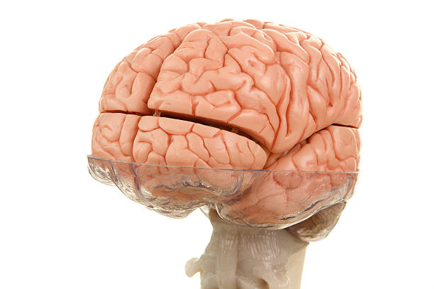 istock Human Brain Model with Top of Spinal Cord 184941782