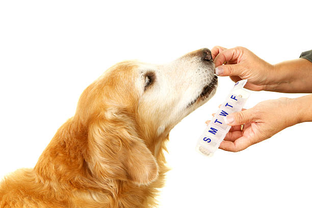 istock Senior Golden Retriever Taking Daily Medication 184941787