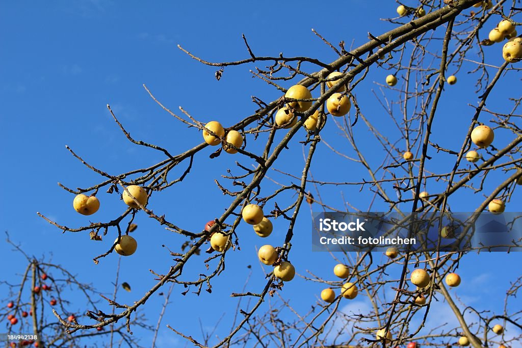 Apfelbaum im November - Lizenzfrei Apfel Stock-Foto