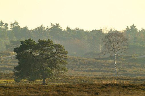 Pine tree on the Renderklippen moor during a winter sunset at the Veluwe nature reserve in Gelderland, The Netherlands.