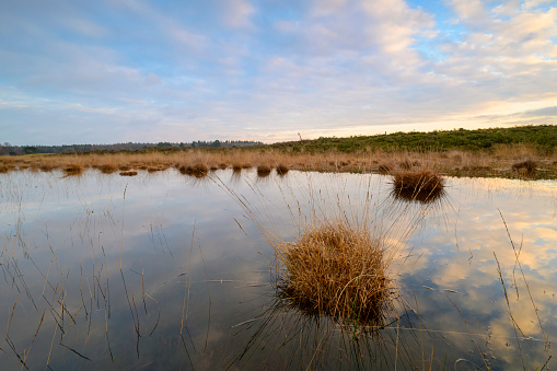 Lake on the Renderklippen moor during a winter sunset at the Veluwe nature reserve in Gelderland, The Netherlands.