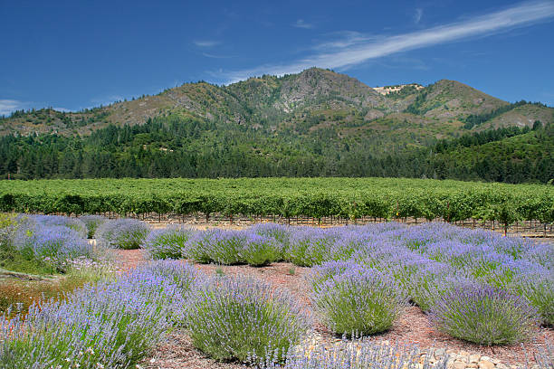 Grape vineyard and a lavender flower field scenic landscape setting on the agricultural farm valley floor of Northern Sonoma Valley, California, USA.