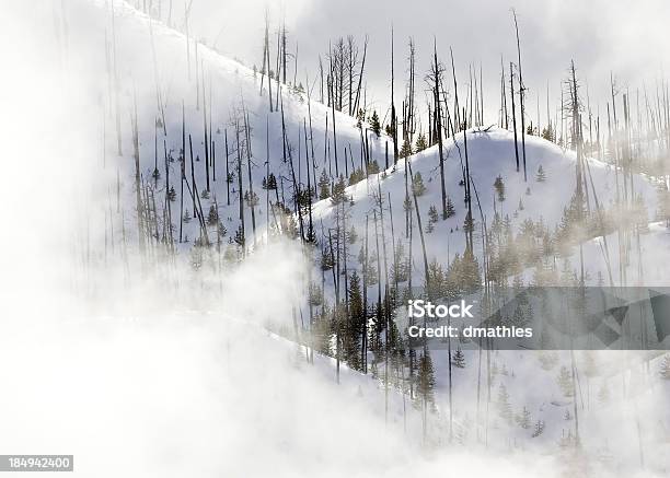 Foto de Yellowstone Se Recupera De Incêndio e mais fotos de stock de Neve - Neve, Incêndio Florestal, Oeste dos Estados Unidos