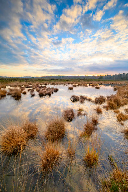 istock Lake on the Renderklippen moor during a winter sunset at the Veluwe 1849425607