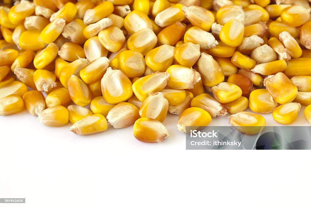 Corn Corn isolated on white background Cereal Plant Stock Photo