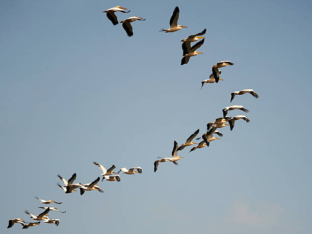 migration of birds