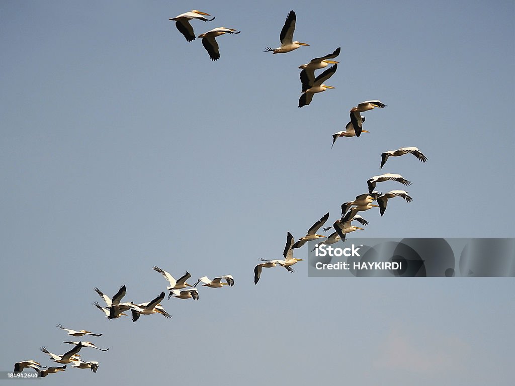 migration of birds Stork Stock Photo