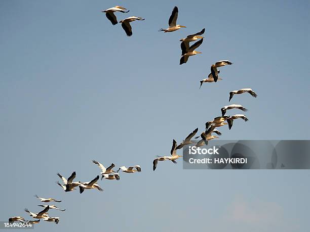 Migration Of Birds Stock Photo - Download Image Now - Stork, Crane - Bird, Birds Flying in V-Formation