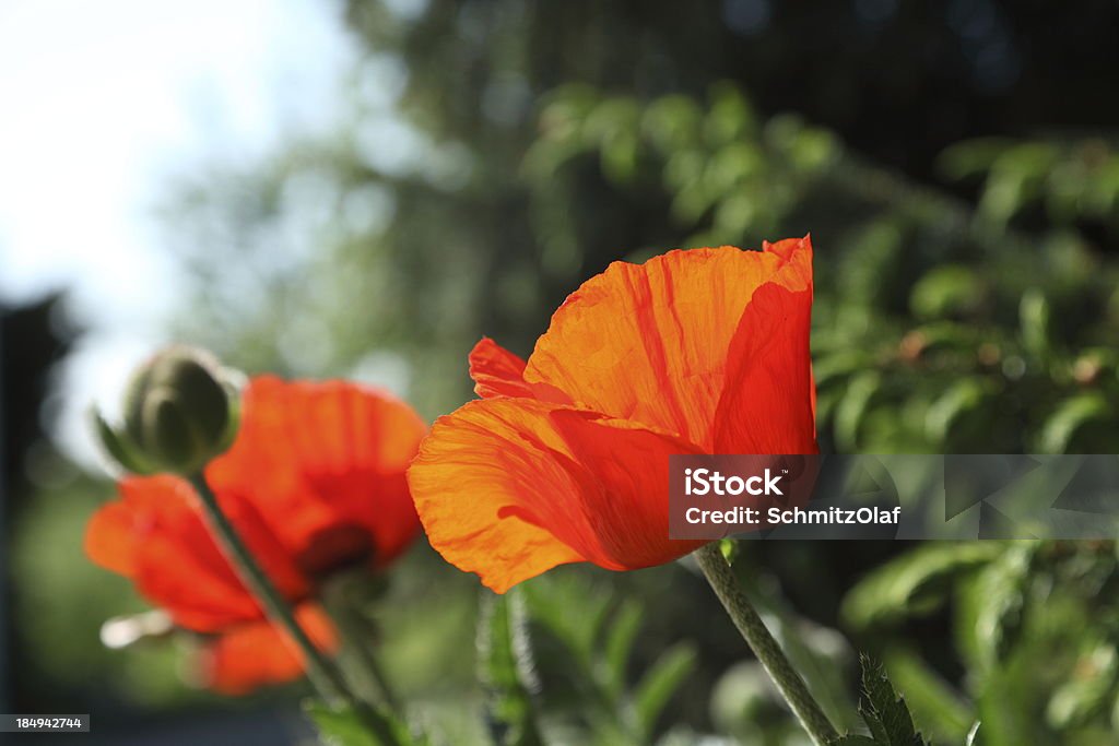 close up of red poppy Beauty In Nature Stock Photo